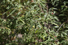 Grevillea linsmithii