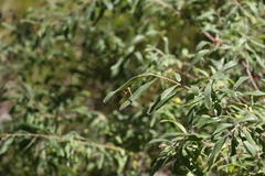 Grevillea linsmithii