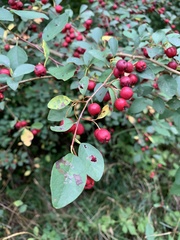 Cotoneaster multiflorus