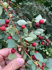Cotoneaster multiflorus
