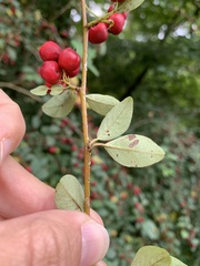 Cotoneaster multiflorus