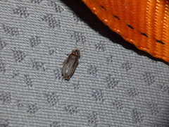 Lamprohiza mulsantii