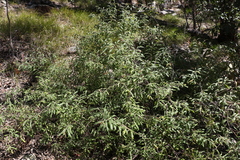 Grevillea linsmithii