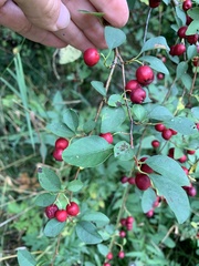 Cotoneaster multiflorus