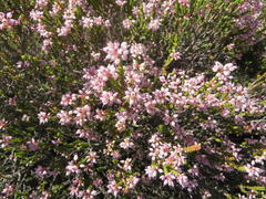 Erica petraea