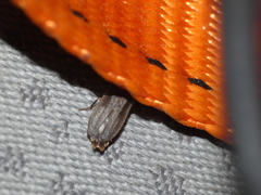 Lamprohiza mulsantii