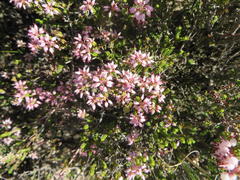 Erica petraea
