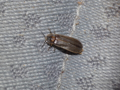 Lamprohiza mulsantii