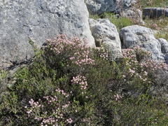 Erica petraea