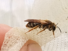 Andrena chrysosceles