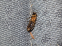 Lamprohiza mulsantii