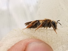 Andrena chrysosceles