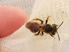 Andrena chrysosceles