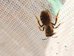 Andrena chrysosceles