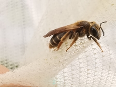 Andrena chrysosceles