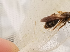 Andrena chrysosceles