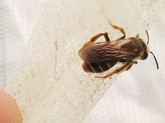 Andrena chrysosceles