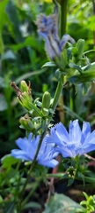 Cichorium intybus