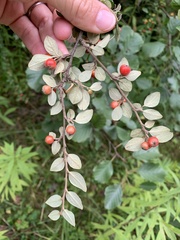 Cotoneaster dielsianus