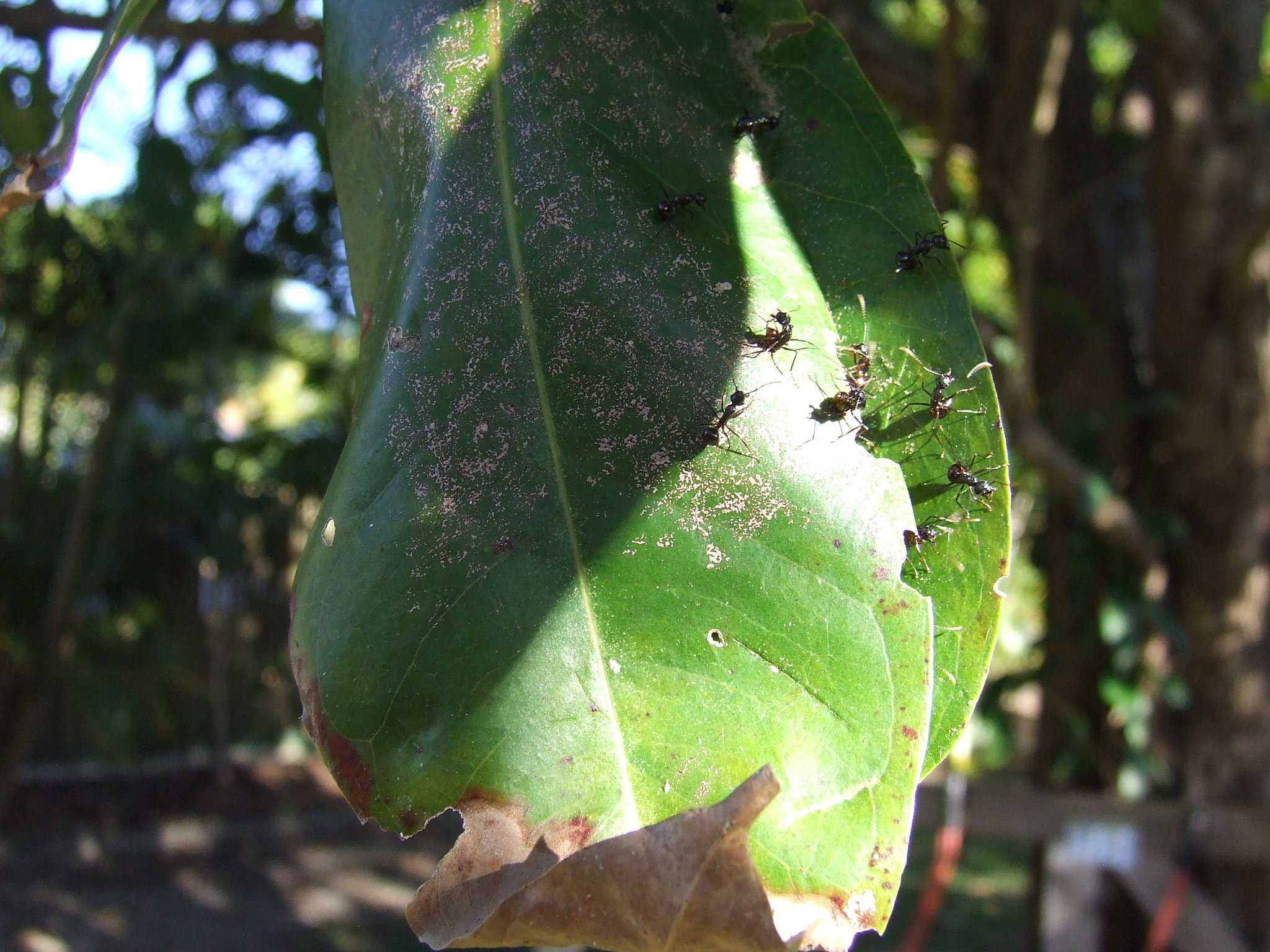 Polyrhachis yarrabahensis