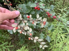 Cotoneaster dielsianus