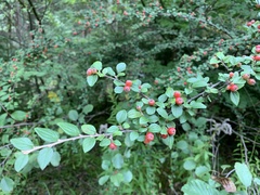 Cotoneaster dielsianus