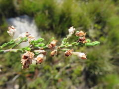 Erica pseudocalycina