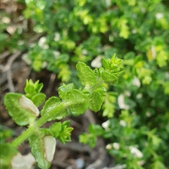 Gonocarpus teucrioides