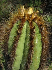 Astrophytum ornatum