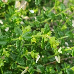 Gonocarpus teucrioides