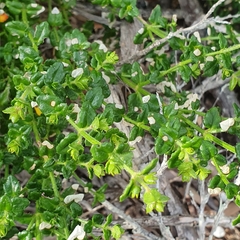 Gonocarpus teucrioides