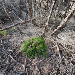 Gonocarpus teucrioides