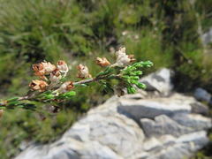 Erica pseudocalycina