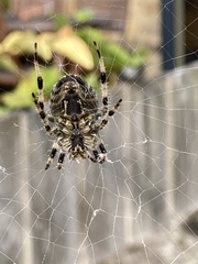 Araneus diadematus