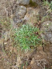 Tolpis succulenta