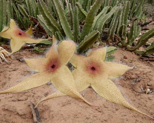 Stapelia gigantea