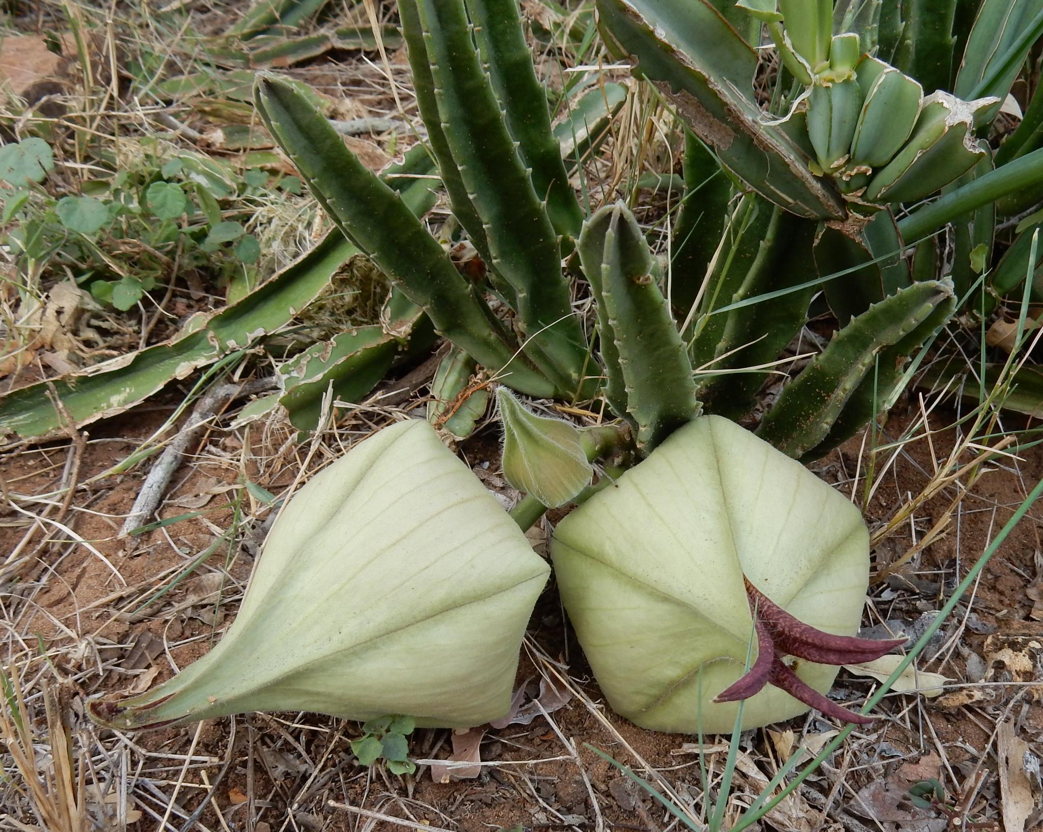 Stapelia pallida J.C.Wendl. 2