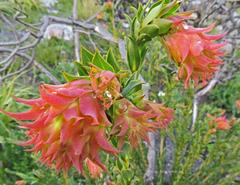 Liparia splendens splendens