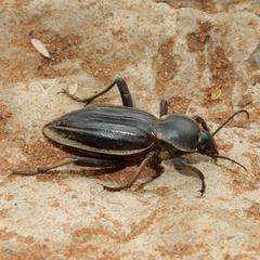 Chiliarchum bertolonii