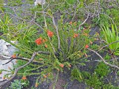 Liparia splendens splendens