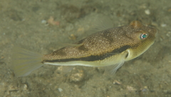 Torquigener squamicauda