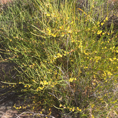 Acacia granitica