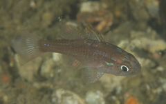 Vincentia novaehollandiae