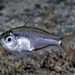 Port Jackson Glassfish - Photo (c) John Sear, some rights reserved (CC BY-NC), uploaded by John Sear