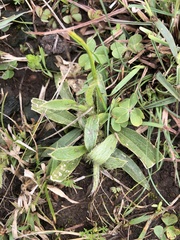 Ditaxis acaulis