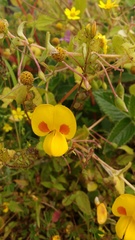 Smithia hirsuta