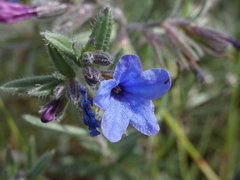 Lithodora fruticosa
