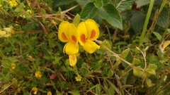 Smithia hirsuta