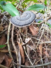 Sanguinoderma rugosum