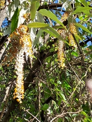 Buddleja madagascariensis